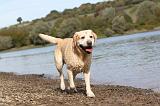 LABRADOR 211